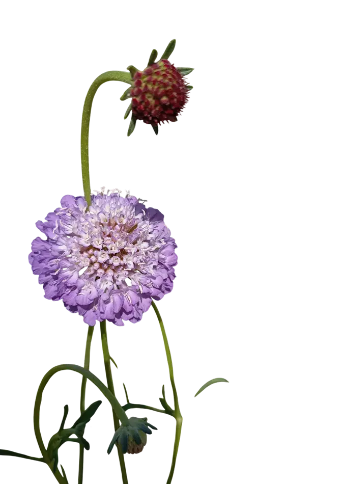 Fiore